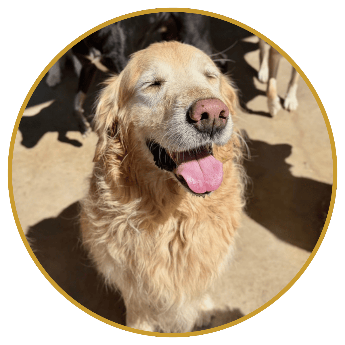 smiling golden retriever